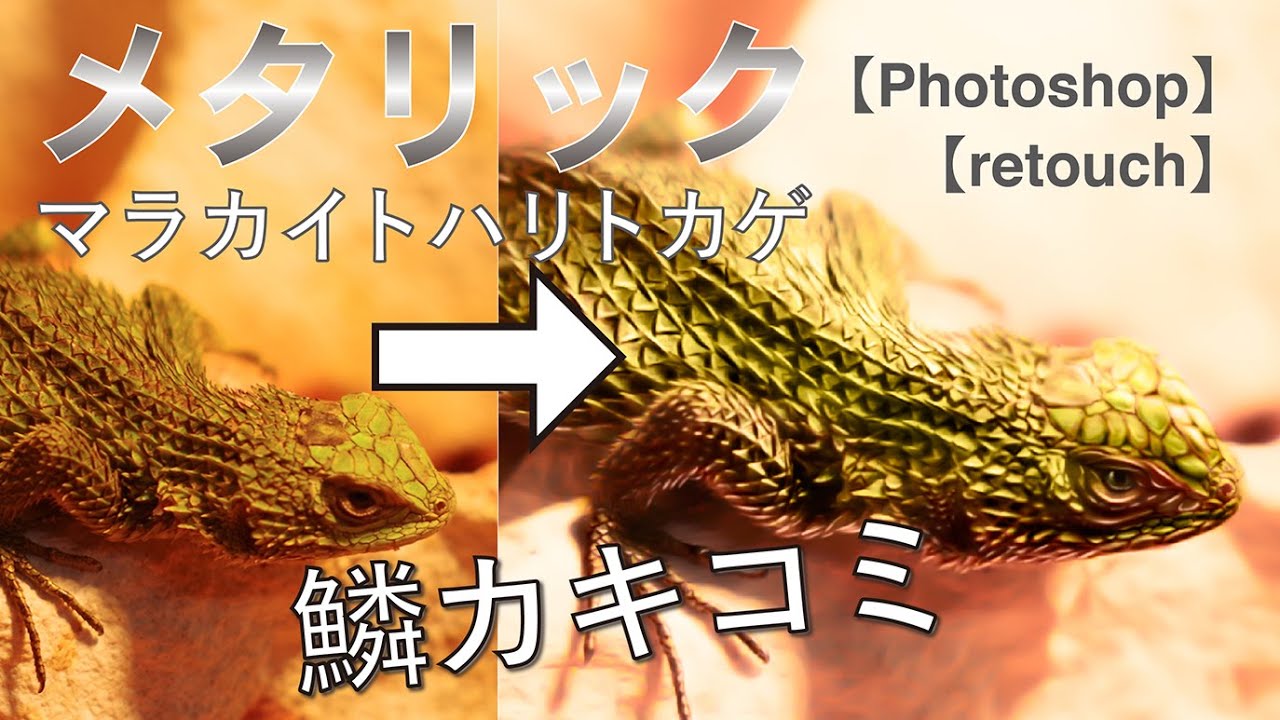 画像加工 Photoshop トカゲをフォトショでメタリック化 マラカイトハリトカゲ Sceloporus Malachiticus Youtube