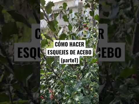 Video: Propagación de acebo: cultivo de semillas y esquejes de acebo