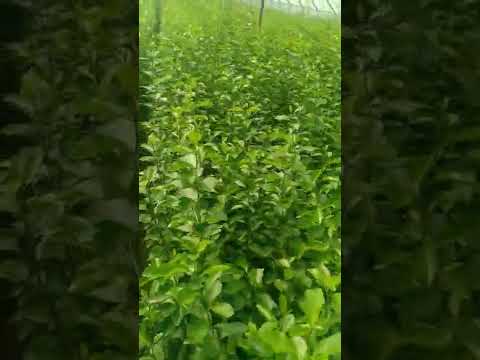 تتوفر على مستوانا حامل طعم الحمضيات فولك ماريانا Volca Mariana لمن أراد تلقيم كل أنواع حمضيات