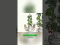 DIY Hydroponic Tower: Easy & Cheap Vertical Garden #shorts
