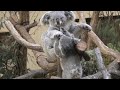 Mommy! by Azuma  おかあさーん！アズマ　Koala  Tama Zoological Park