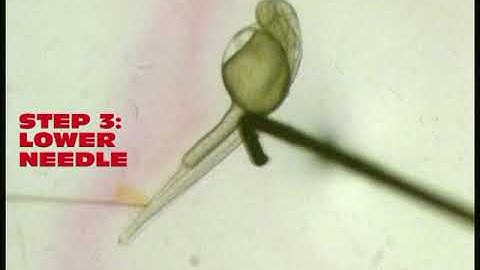 CV MicroInjection Tutorial (Detailed)