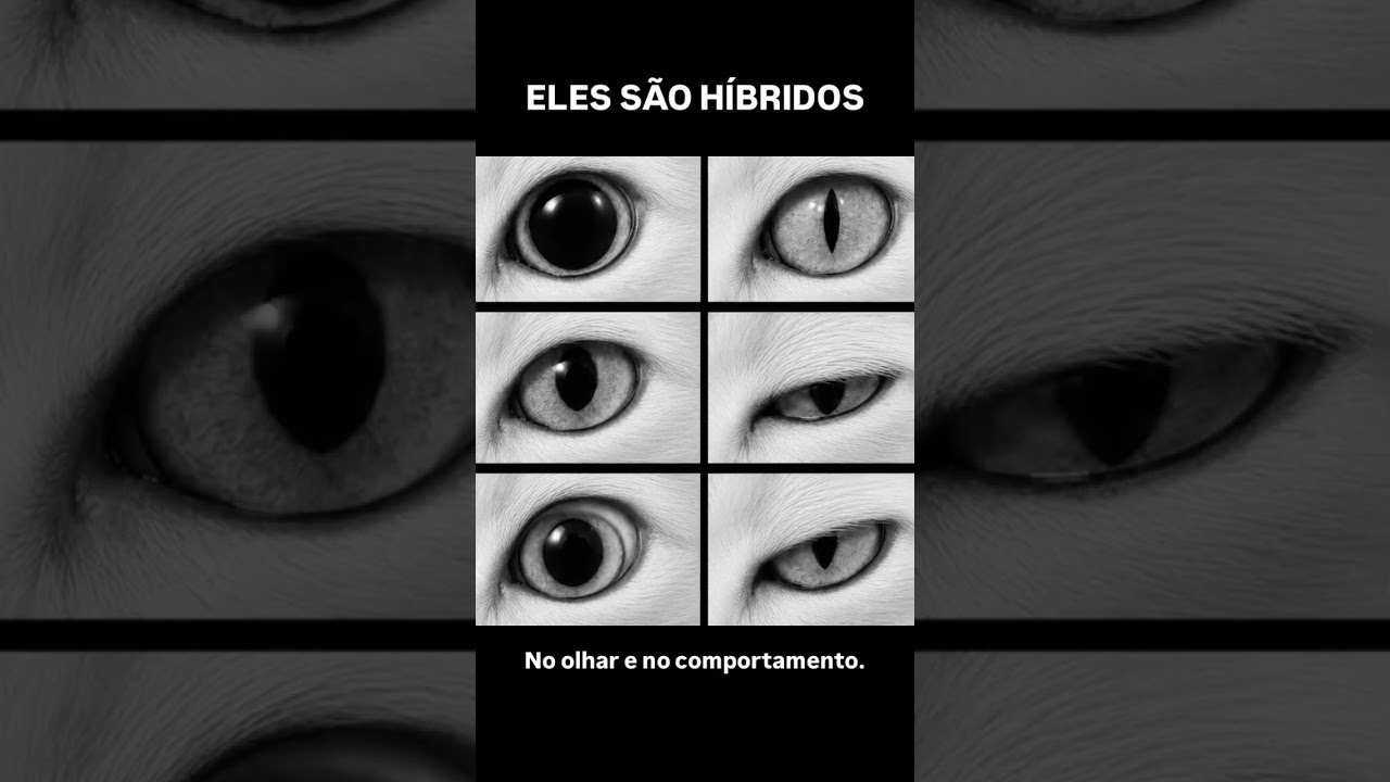 Os gatos são mais parecidos com os humanos do que você pensa