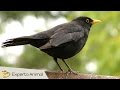 Mirlo Común - Canto, Características Y Curiosidades
