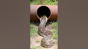 Brave Dogs Battle Giant Python 🐍💥 #dog #vs #python #shorts #viral #pythonattack #dogattacks