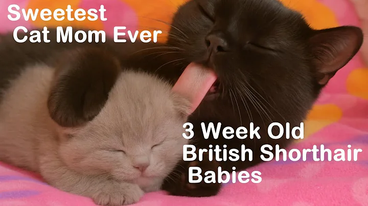 Video 9176401: british shorthair kittens cuddling, sweet british shorthair kitten, adorable british shorthair kitten, lovely british shorthair kitten, british shorthair mom