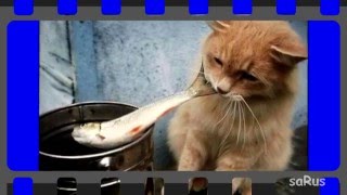 Фото Кот 4 й выпуск Фото Кот 4 й выпуск
