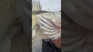 Хороший судак на воблер Lucky John Medjerk 130sp #livescope #salmofishing #твичинг