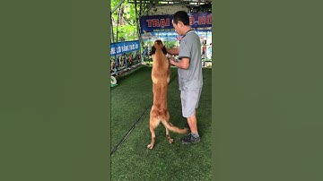 Cách huấn luyện chó malinois nghe lời bằng thức ăn