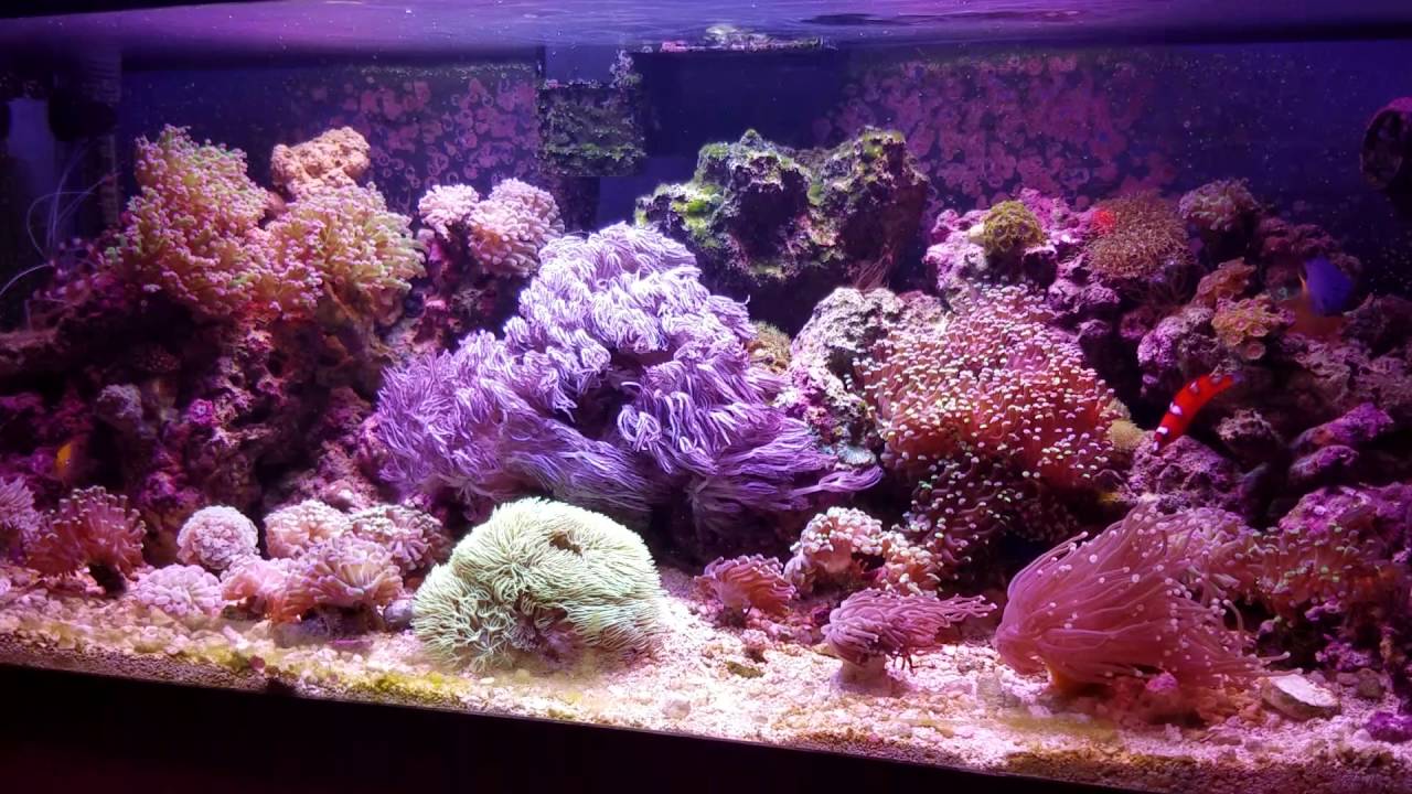 smartpak 20 gallon reef tank (update)