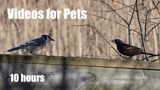 Boardwalk Birds, Squirrels and Forest Friends - 10 Hour CAT TV for Cats to Watch 🐱 - Apr 03, 2024 by Handsome Nature 3,620 views 3 weeks ago 10 hours