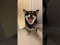 黒柴のシャワーが大人しすぎた！　#shibainu #犬 #犬のいる暮らし