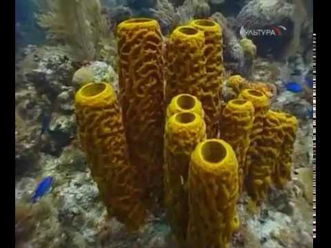 Коралловые рифы 1 Идеальный риф
