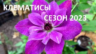 Хочу раннее цветение клематисов. Это легко!!!   КЛЕМАТИСЫ ВЕСНА-ЛЕТО  2023