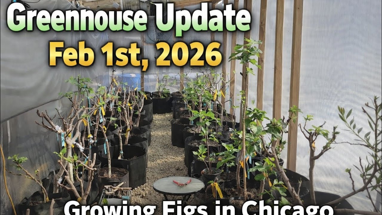 Обновление информации о теплицах от 1 февраля 2026 г. Выращивание инжира в Чикаго.