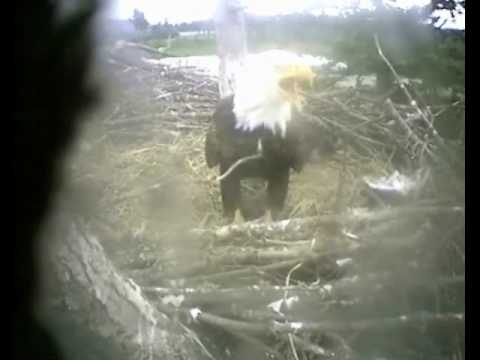 Farewell Sidney Bald Eagles 2010 with music