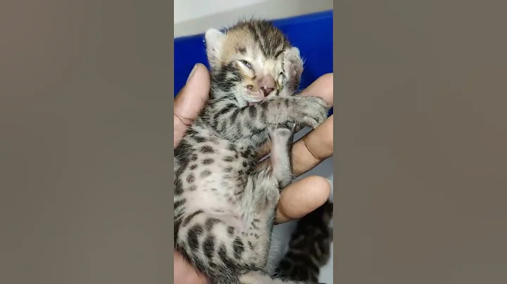 Watch the video about Cheetah babies || bengal cats