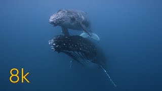 8k - Humpback Whales Stock Footage - Mother and Calfs - Whale Songs mixed with hang drum music