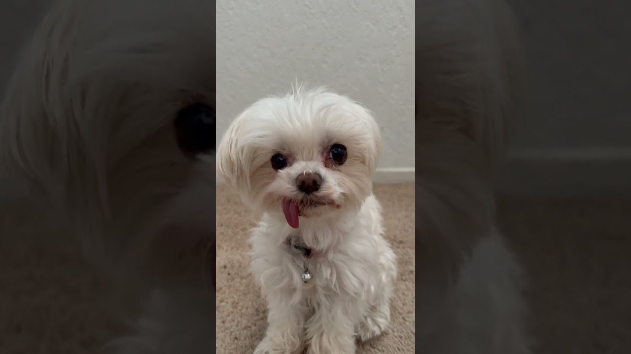 Beautiful eyes my fur baby Kristee ❤️😄