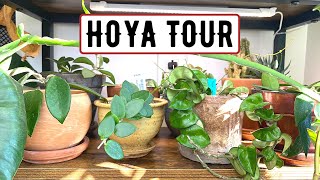 Hoya Tour 2022 | My Entire Collection Of 45+ Varieties Of Hoya