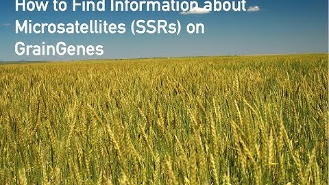 GrainGenes SSR tutorial