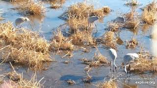 Mississippi River Flyway Cam. Cranes on the ice - explore.org 11-30-2021