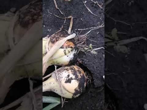 Video: Onion Bamberger: lajikkeen kuvaus