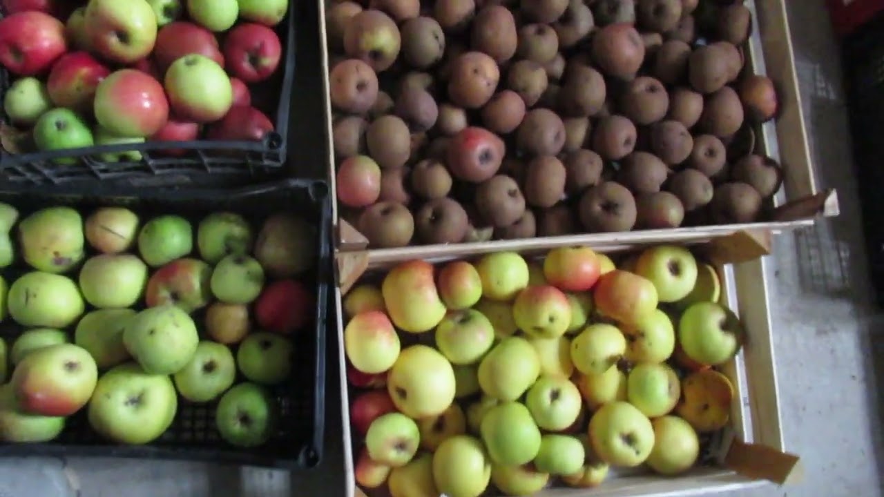 Sadike starih in odpornih sort jablan nabavite v drevesnici Rast Baznik širok izbor vseh vrst, sort