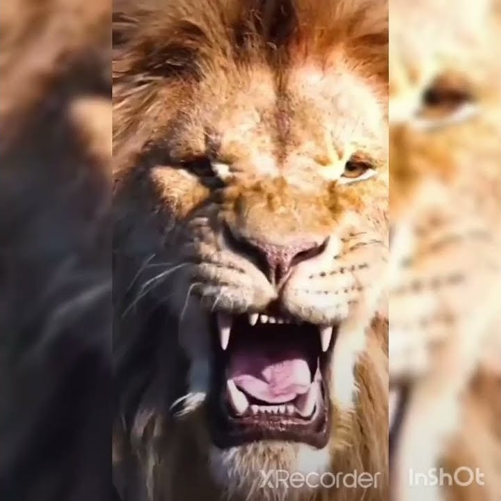 Рычание льва 🦁 - YouTube