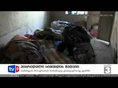 ახალი 3 | ჰიბრიდული სიმინდი | 23.06.12