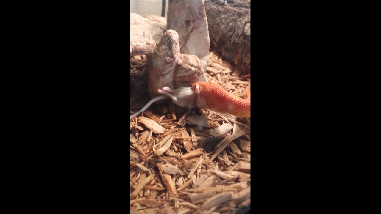 camera iphone 8 plus apk Snakie the albino corn snake