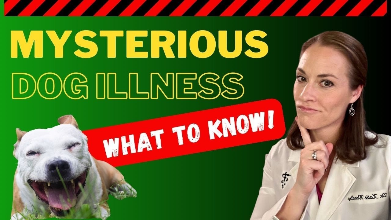 Mysterious Dog Illness How To Support Naturally YouTube