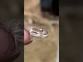 Encountering One of the World&#39;s Deadliest Snakes #Shorts