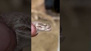 Encountering One of the World&#39;s Deadliest Snakes #Shorts