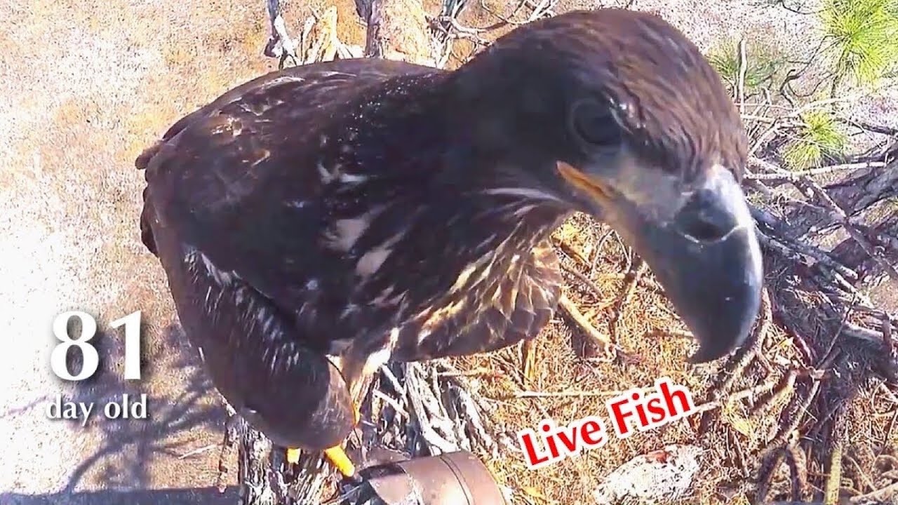 #292🦅E26🐥81°／SWFL Bald Eagle Nest 2025-2026／M15💗F23／Powerd by Southwest Florida Eagle Cam