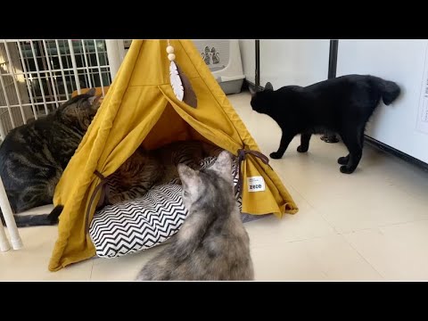 保護猫カフェにテントを置いたら、猫に大人気だった！　#保護猫カフェ #保護猫