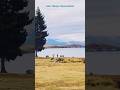 LAKE TEKAPO Super Scenic View