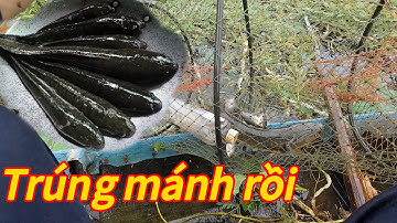 “ thăm lờ cá /phần 4 /mấy ngày không thăm nay trúng mánh đàn cá lóc to khủng “