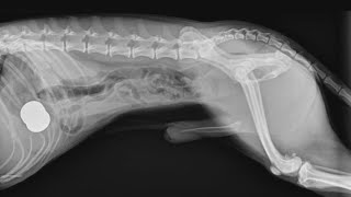 What Do You Do When Your Dog Eats Something It Shouldnt?