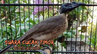 SUARA BURUNG CUCAK TIMOR⁉️ 100% JERNIH BANGET