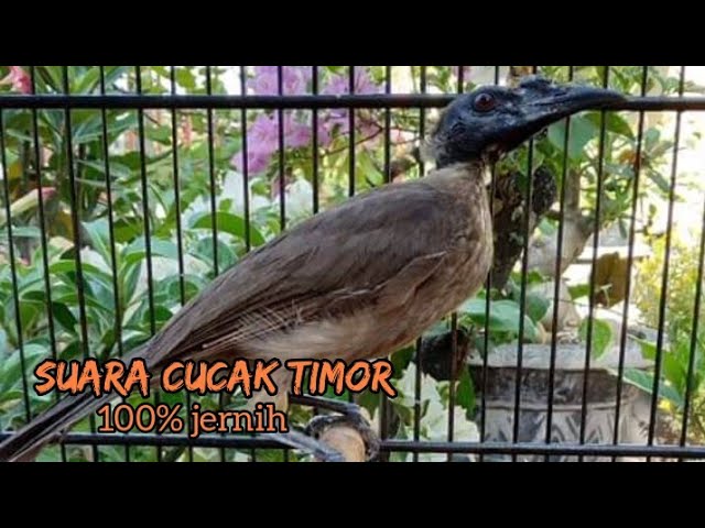 SUARA BURUNG CUCAK TIMOR⁉️ 100% JERNIH BANGET class=