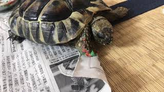 手についたリクガメフードを食べるカメ