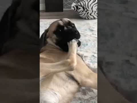 Dog Eats His Own Foot #shorts