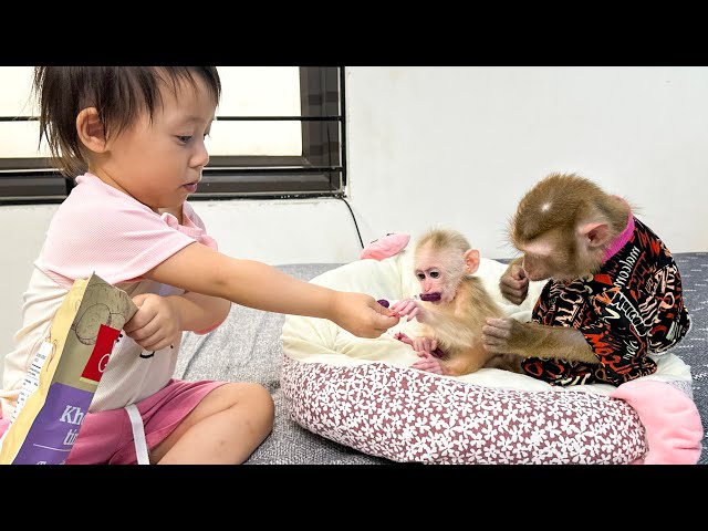 Monkeys Kaka and Diem live in harmony with the baby monkey class=
