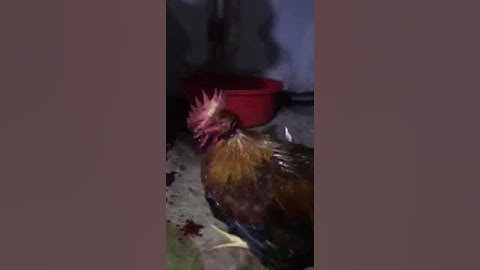 Cắt tiết gà đăng cấp nhất năm 2020