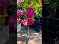 Flor del desierto se recuperó de pudrición