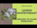 Lesser Whitethroat Newly Arrived Setting Up A Territory Whilst Singing From Deep Scrub Lesser Whitethroat Newly Arrived Setting Up A Territory Whilst Singing From Deep Scrub