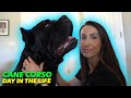 Cane Corso Day In Life - Raw Diet - Training - Exercise