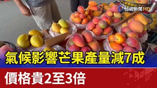 氣候影響芒果產量減7成價格貴2至3倍 