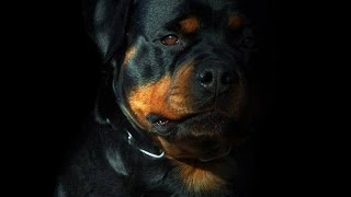 Top 10 Dog Breeds (In my opinion!!!) by Dim Kampra 16,161 views 7 years ago 5 minutes, 9 seconds